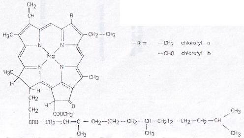 chlorofyl